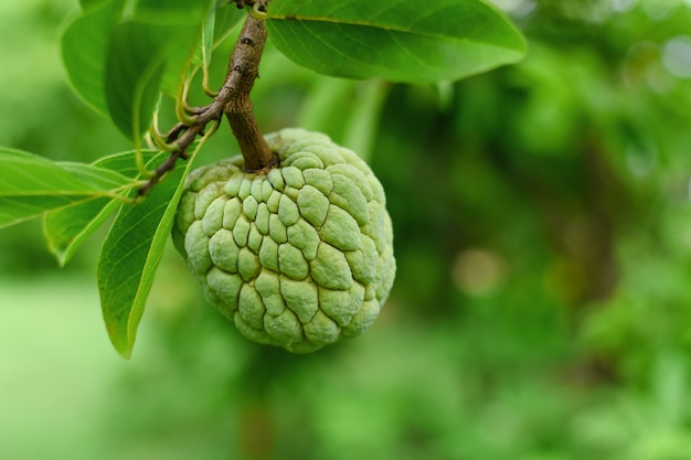 Rama de chirimoya en el árbol