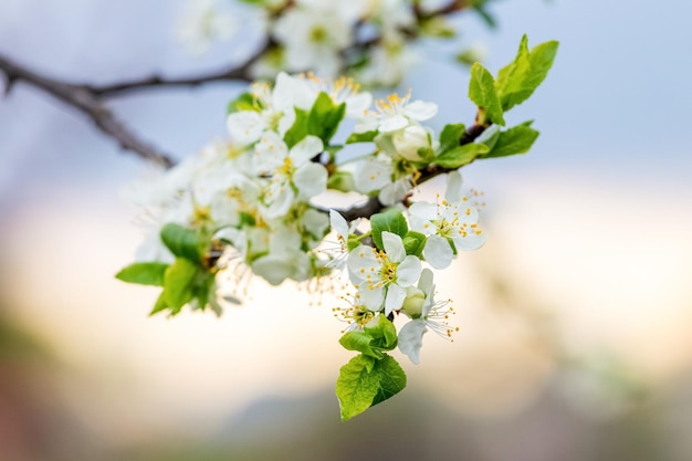 Una rama de ciruelo con abundantes flores en el fondo del cielo Flores de ciruelo Flor de ciruelo