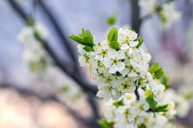 Una rama de ciruelo con abundantes flores en el fondo del cielo Flores de ciruelo Flor de ciruelo