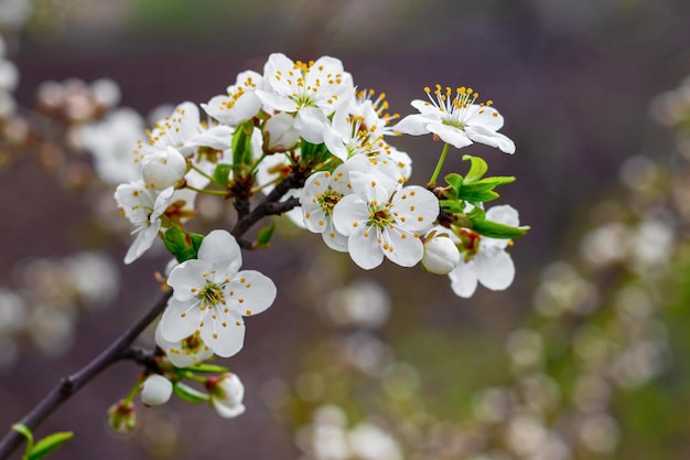 Rama de ciruelo de cerezo con flores y capullos, flores de ciruelo de cerezo