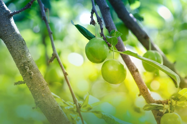 Rama de ciruelo inmaduro con ciruelas verdes en un jardín Ciruela orgánica verde