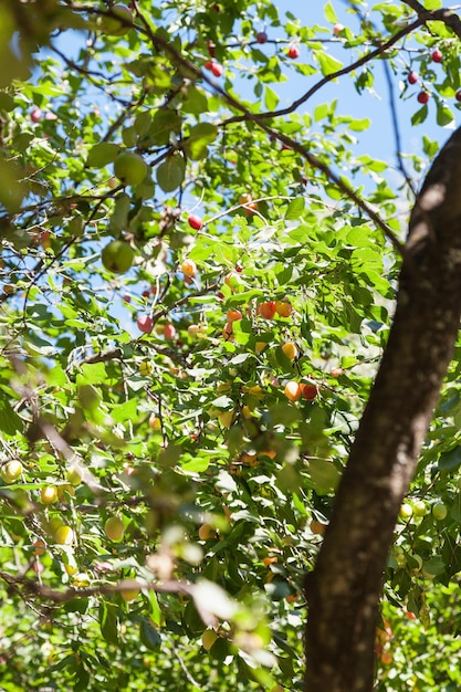 Rama de ciruelo y manzano en huerto de frutas