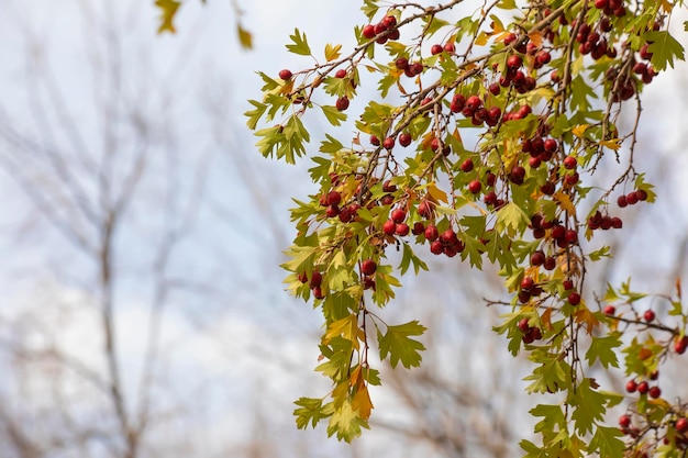 Rama de crataegus con bayas rojas Espino durante la maduración de plantas medicinales naturales