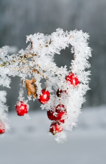 Foto rama cubierta de escarcha de rosa silvestre con frutos rojos