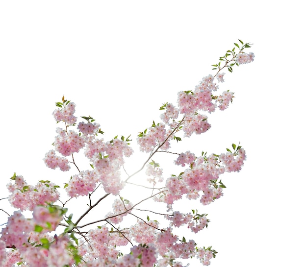 La rama cubierta de flores rosadas contra un fondo blanco