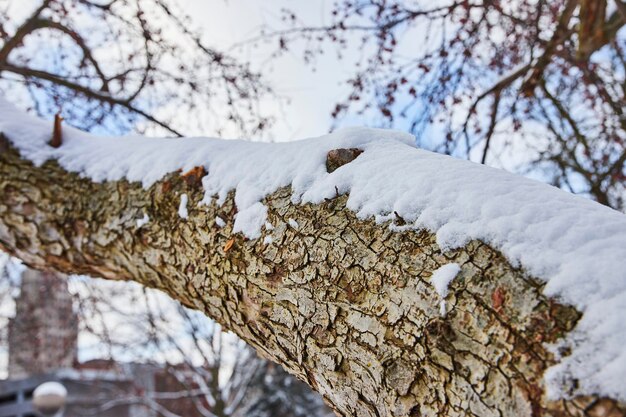 La rama cubierta de nieve en la tranquilidad invernal del parque urbano