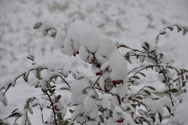 Una rama cubierta de nieve.