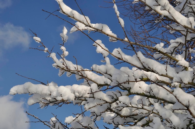 Una rama cubierta de nieve.