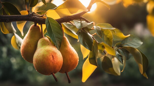 Rama de un cultivar orgánico maduro de peras de cerca en el jardín de verano