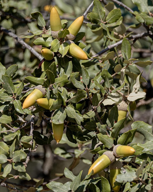 Foto rama de encina con hojas verdes y bellotas.