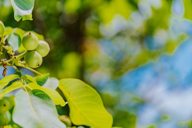 La rama está cubierta con frutos de nueces inmaduras en el fondo del cielo azul