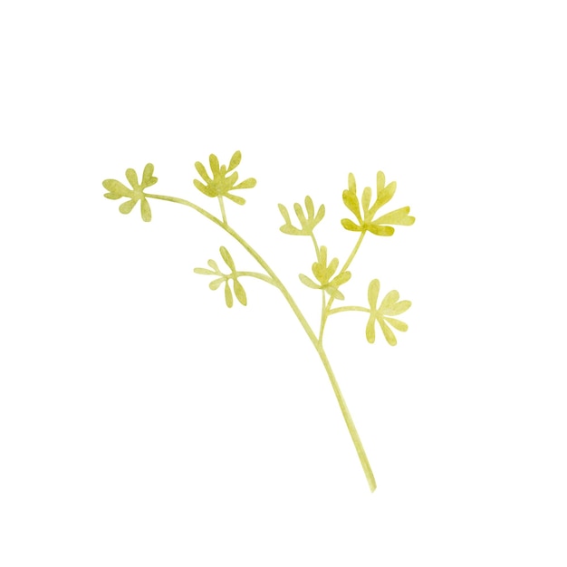 Una rama de eucalipto en flor en una ilustración de acuarela de fondo aislado