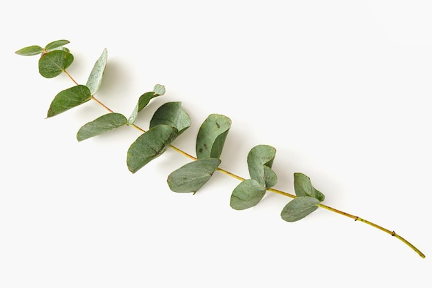Rama de eucalipto natural con hojas verdes aisladas en la maqueta de fondo blanco para el diseño