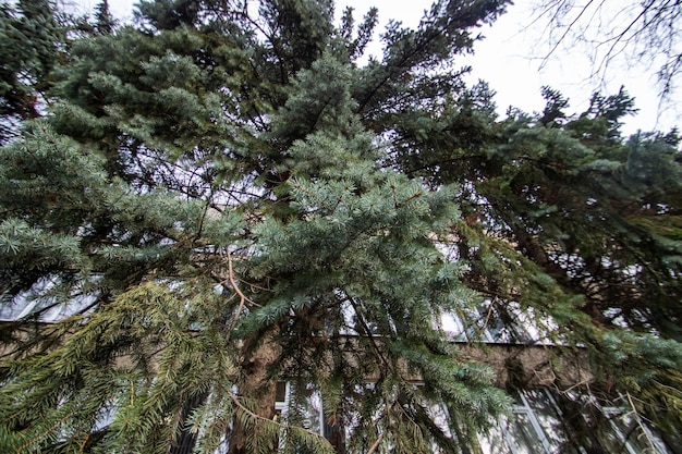 Foto una rama exuberante de abeto verde de cerca