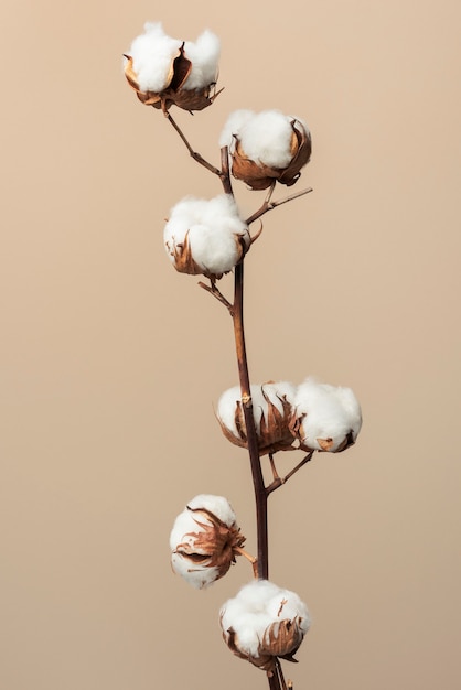 Rama de flor de algodón esponjoso seco