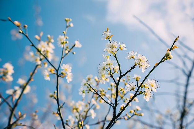 una rama con una flor blanca contra un cielo azul