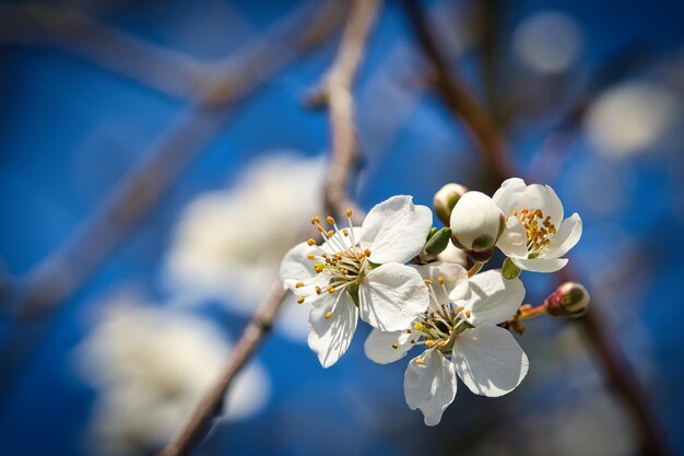 Rama con flor de cerezo en un árbol frutal en el jardín Flor en primavera Con bokeh