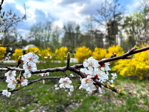 Rama de flor de cerezo blanca en el parque en un día de primavera Primer plano