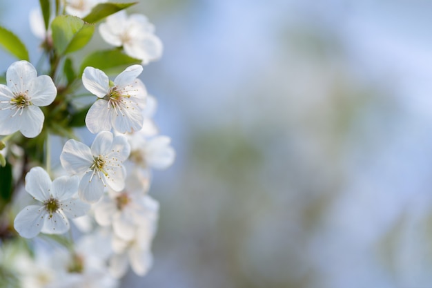 rama de flor de cerezo con copyspace