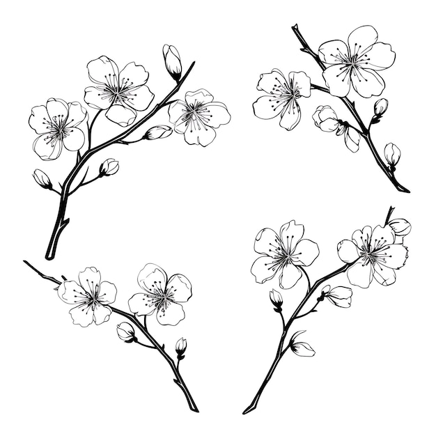 Rama de flor de cerezo dibujada a mano Contorno de color negro sobre fondo blanco Contorno minimalista sencillo