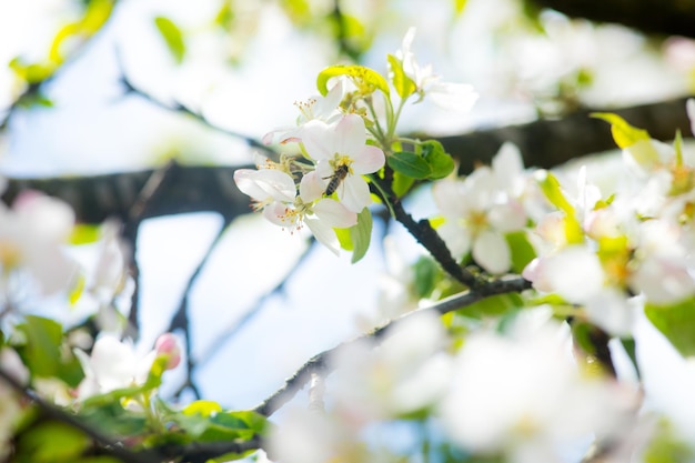 Rama de flor de cerezo en flor blanca frente a un cielo azul