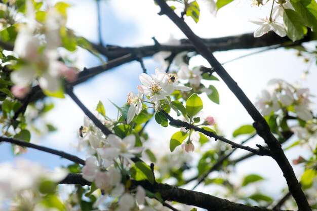 Rama de flor de cerezo en flor blanca frente a un cielo azul