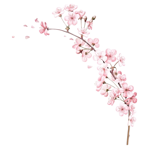 La rama de la flor del cerezo la flor del elemento png el fondo transparente