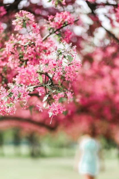 Una rama de la flor de cerezo floreciente cubierta de flores rosadas