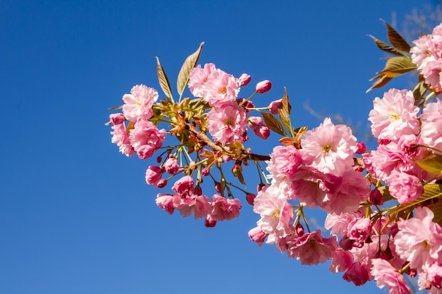 Rama de flor de cerezo japonesa en primavera