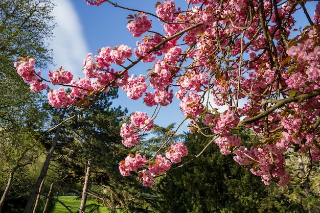 Rama de flor de cerezo japonesa en primavera