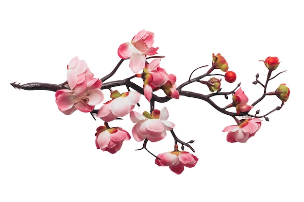 Rama con flor de cerezo rosa aislada sobre fondo blanco o transparente AI Imagen generada