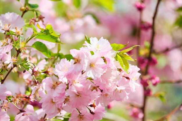 Rama de flor de cerezo en verano de cerca.