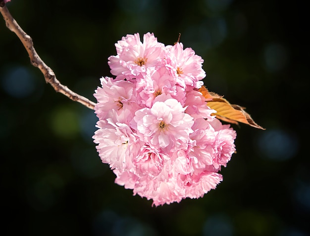 Rama de flor de cerezo