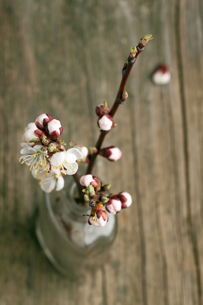 Rama de flor de cerezo