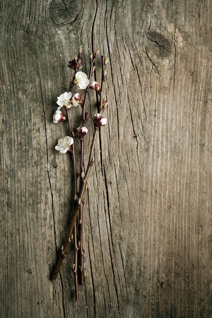 Rama de flor de cerezo