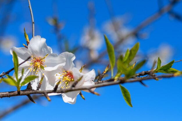 Rama De Flor De Ciruelo En Primavera. Banner Y Fondo De Primavera