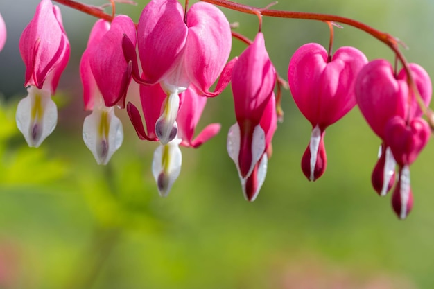 Foto la rama de la flor dicentra en plena floración pétalos delicados en forma de corazón y estructura única