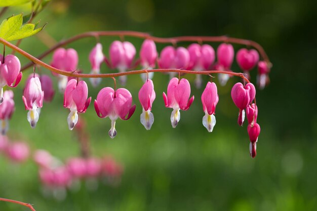 Foto la rama de la flor dicentra en plena floración pétalos delicados en forma de corazón y estructura única