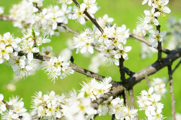 rama de flor de endrino con flores blancas en el fondo verde