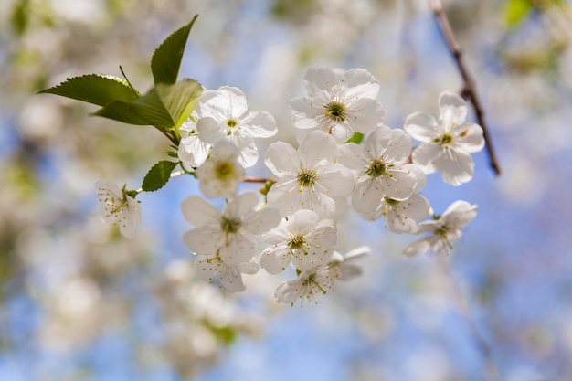 Foto rama en flor con flores de cerezo en la primavera