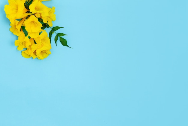Rama de flor de flores sobre fondo azul claro.Los nombres comunes incluyen Yellow Trumpetbush, Yellow bells, ginger-thomas (Tecoma stans) .Espacio de copia libre