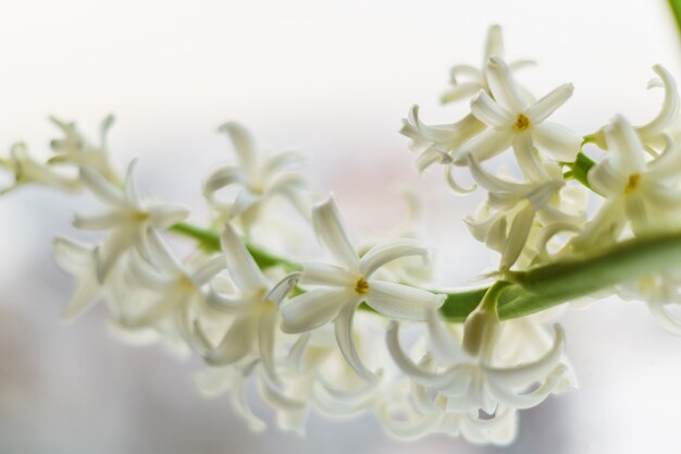 UNA; rama de; Flor del jacinto contra el fondo borroso blanco azul.