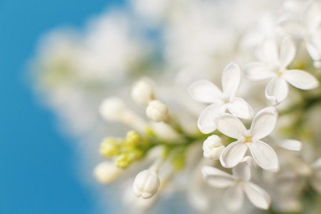 Rama de flor lila blanca sobre un fondo azul con espacio de copia para su texto