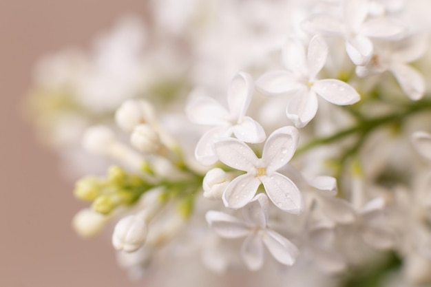 Rama de flor lila blanca sobre un fondo beige pastel con espacio de copia para su texto