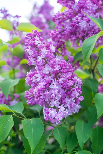 Rama de flor lila blanca sobre fondo borroso