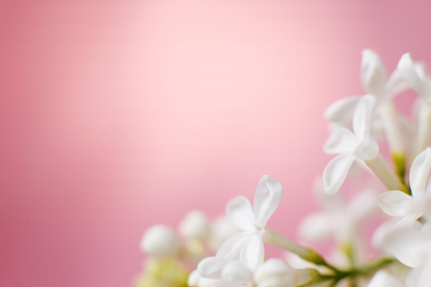 Rama de flor lila blanca sobre un fondo rosa con espacio de copia para su texto