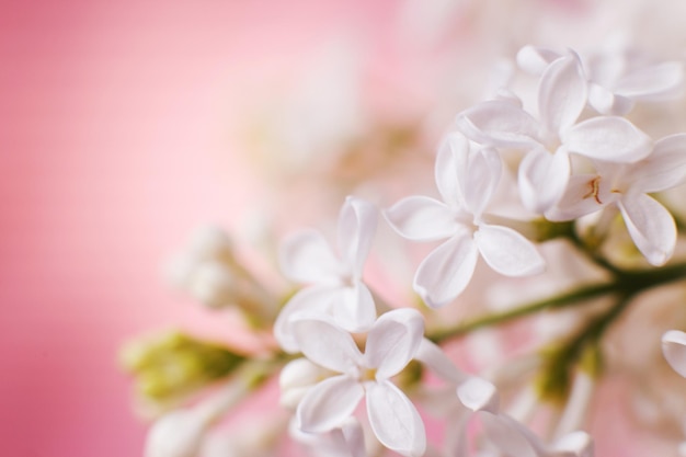 Rama de flor lila blanca sobre un fondo rosa con espacio de copia para su texto