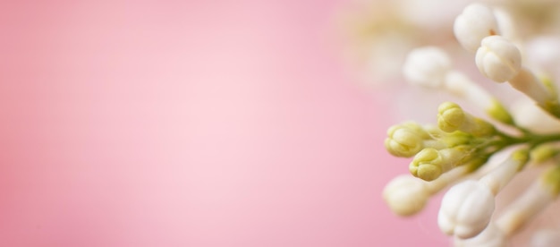 Rama de flor lila blanca sobre un fondo rosa con espacio de copia para su texto