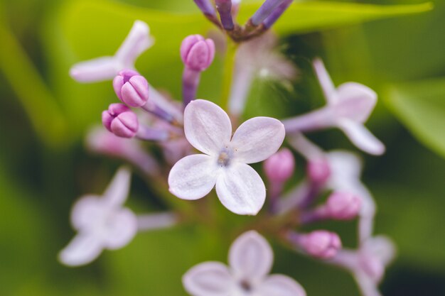 Una rama de la flor lila en un fondo de hojas verdes