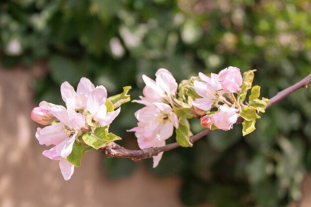 Rama de flor de manzano en el jardín